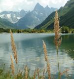 genus Calamagrostis. Верхушки плодоносящих растений. Карачаево-Черкесия, Домбай, долина р. Гоначхир, оз. Туманлы-Кёль (Форельное), берег озера. 27.08.2019.