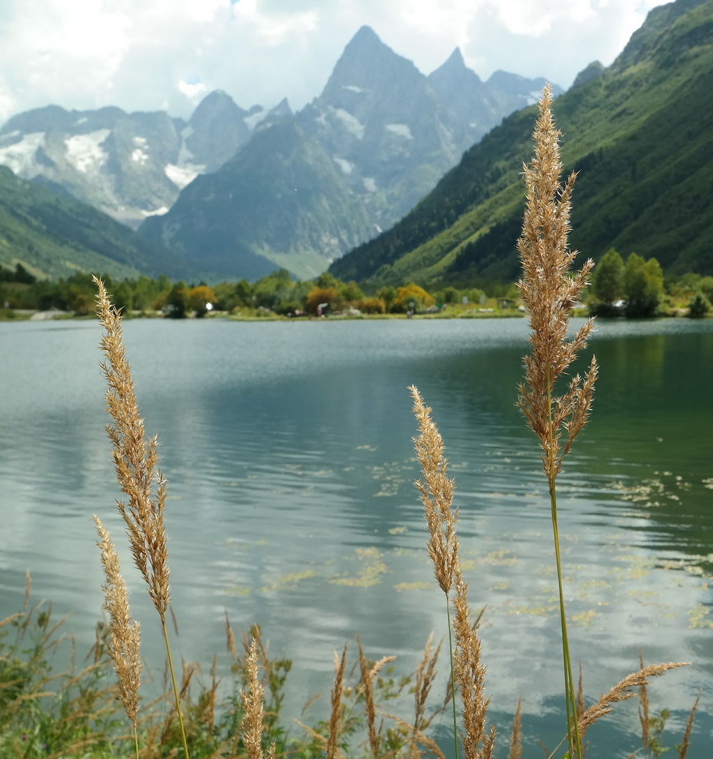 Изображение особи род Calamagrostis.