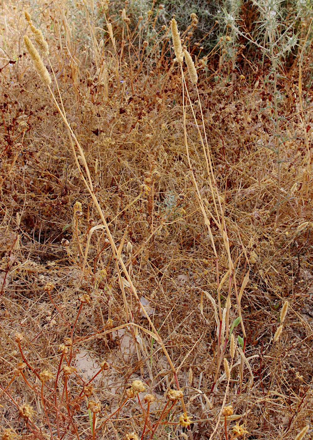 Image of Phalaris minor specimen.