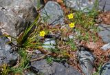 Potentilla tergemina