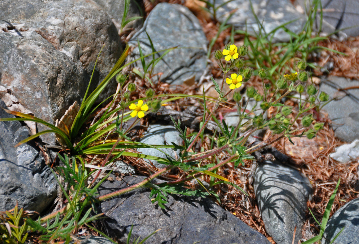 Изображение особи Potentilla tergemina.