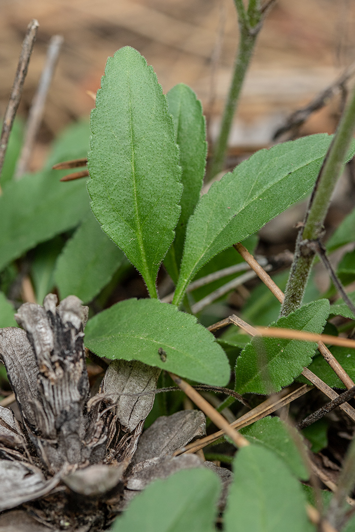Image of Veronica spuria specimen.