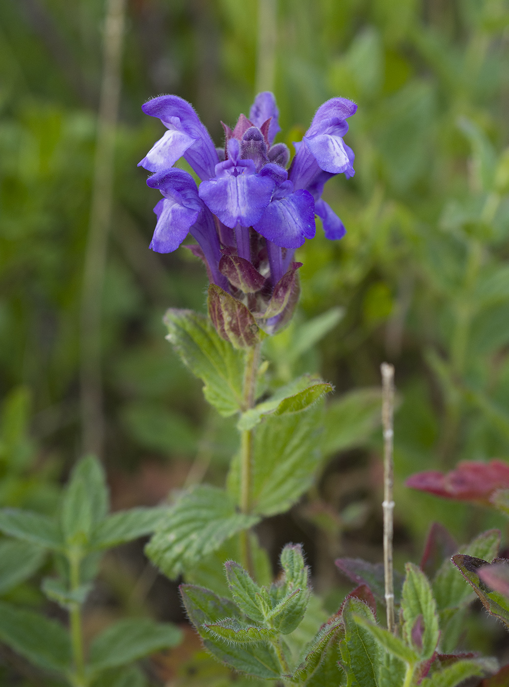 Изображение особи Scutellaria altaica.