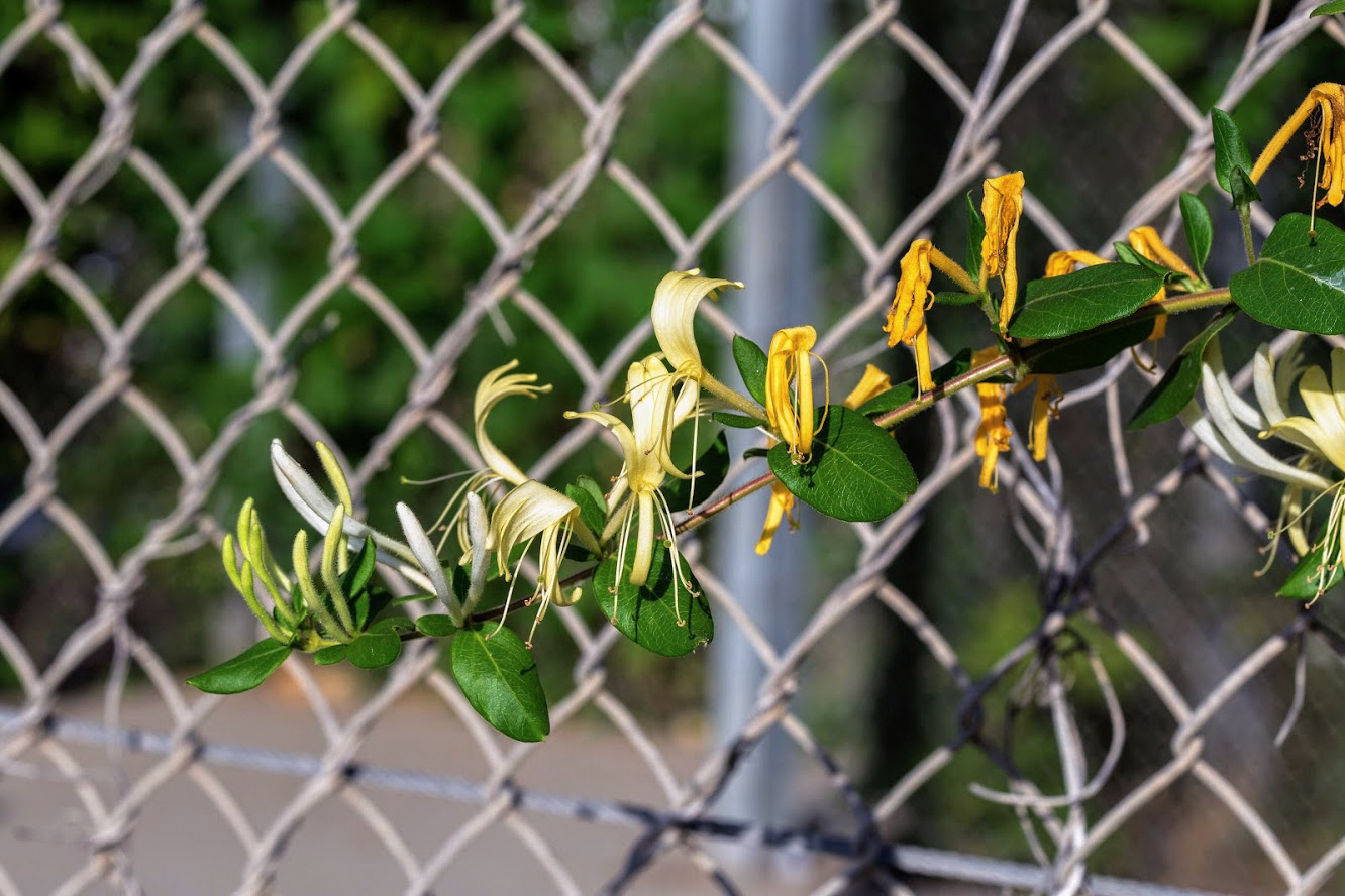 Изображение особи Lonicera japonica.