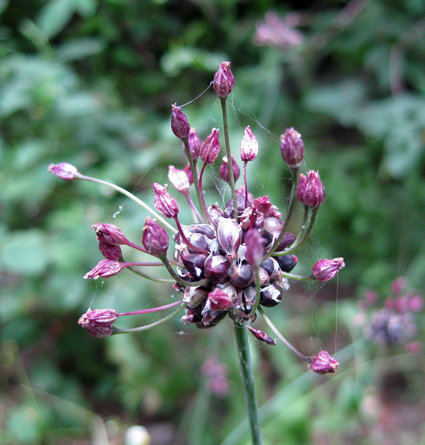 Изображение особи Allium scorodoprasum.