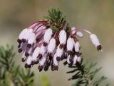 Erica multiflora. Верхушка побега с цветками. Испания, автономное сообщество Каталония, провинция Жирона, комарка Ла-Гарроча, муниципалитет Салес-де-Льерка, разреженый дубовый лес. 29.09.2019.