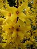 Forsythia × intermedia