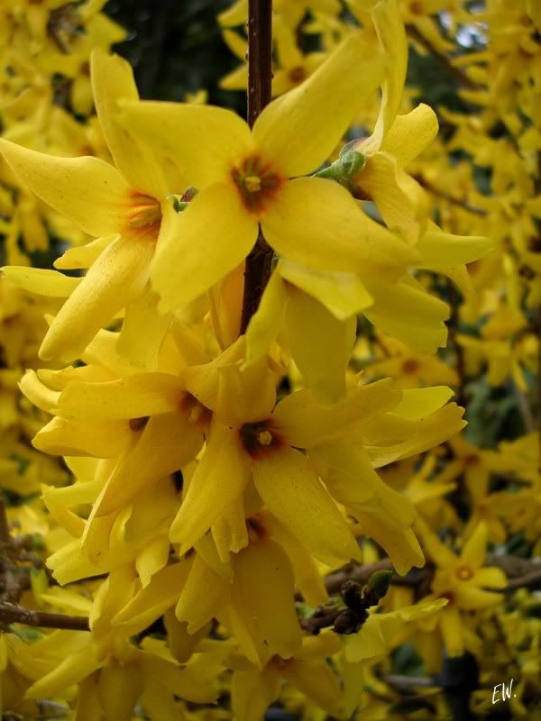 Изображение особи Forsythia × intermedia.