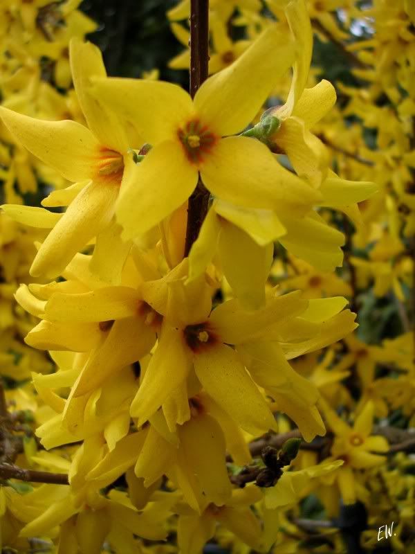 Image of Forsythia &times; intermedia specimen.