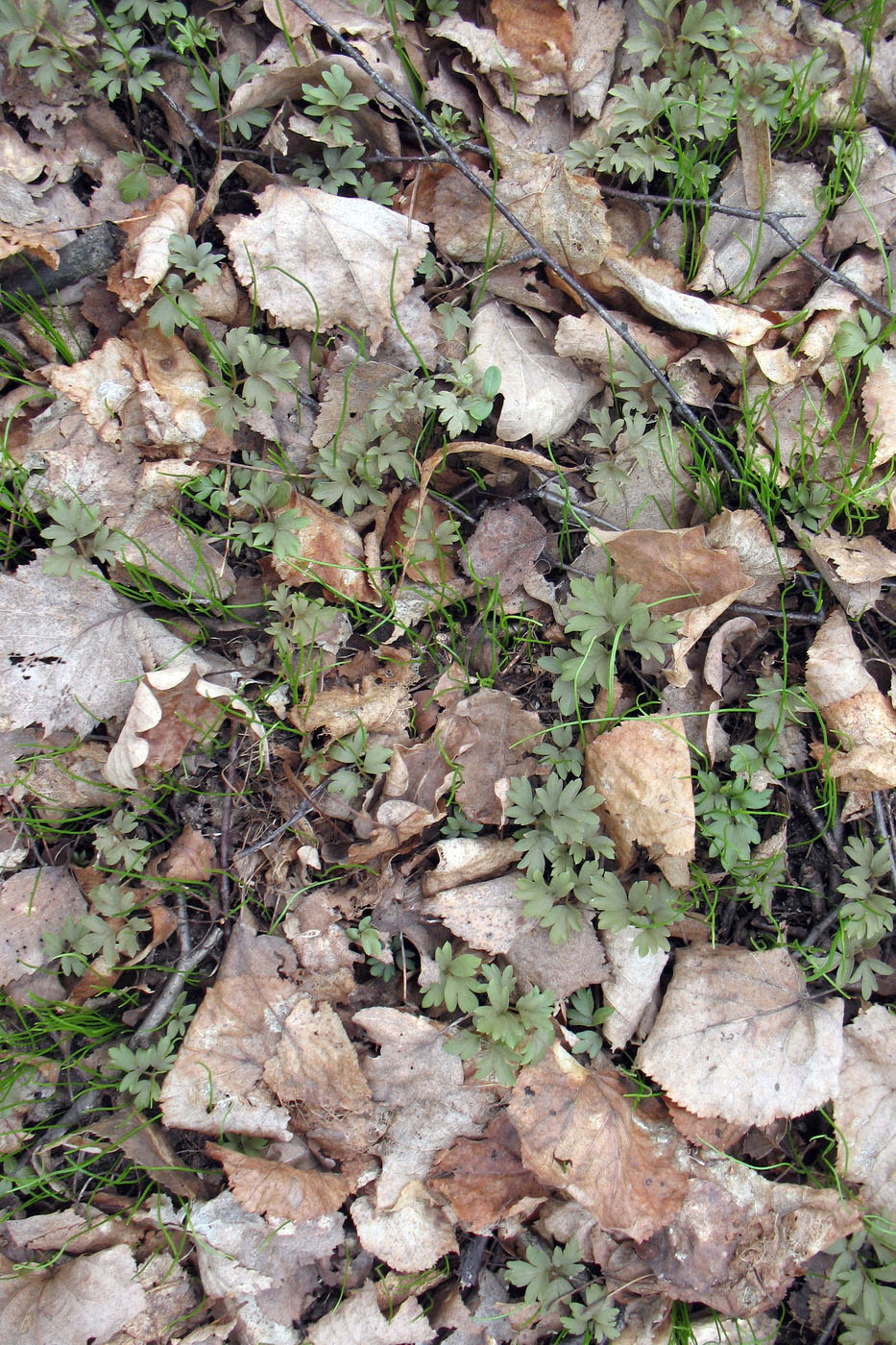 Image of Adoxa moschatellina specimen.