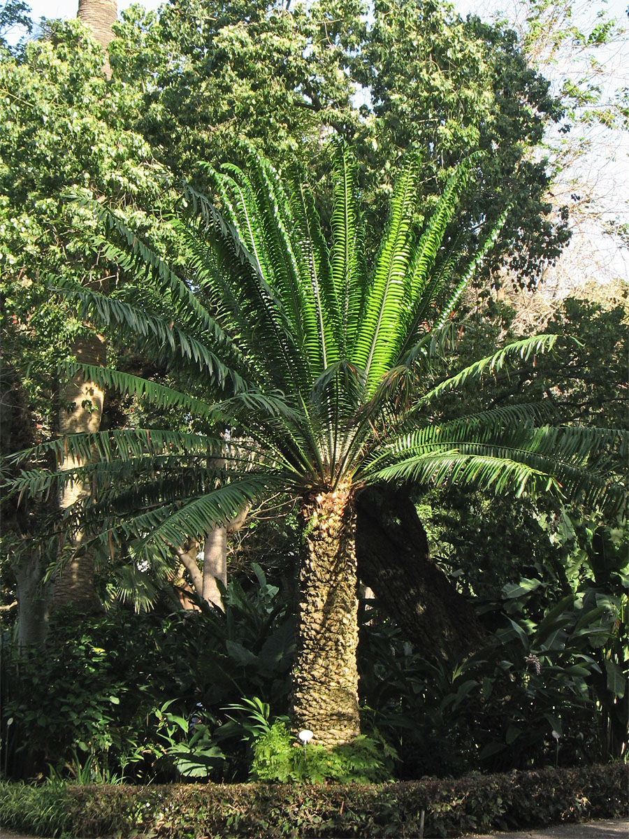 Изображение особи Encephalartos laurentianus.