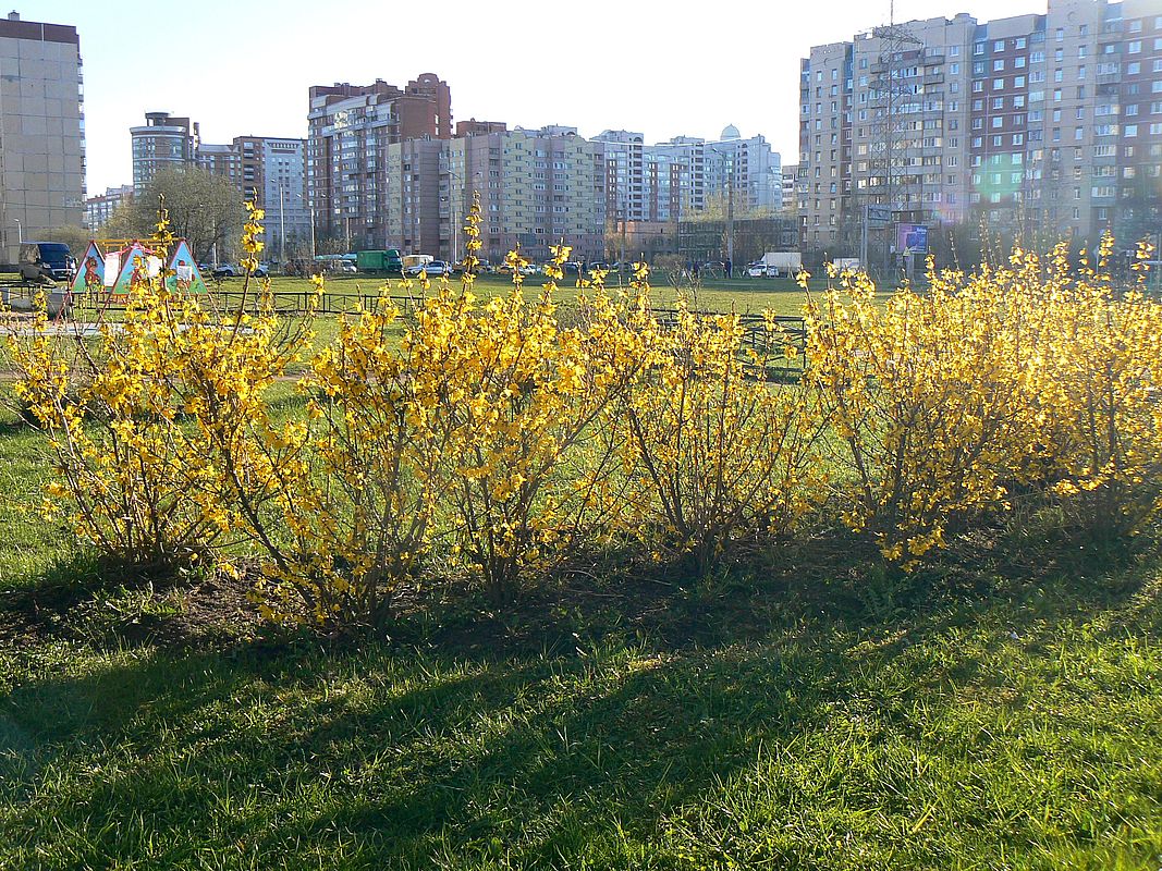 Image of Forsythia &times; intermedia specimen.