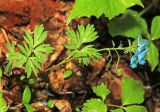 Corydalis turtschaninovii. Отцветающее растение. Приморский край, окр. г. Владивосток, долинный ясеневый лес. 19.05.2020.