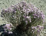 Limonium macrorhizon