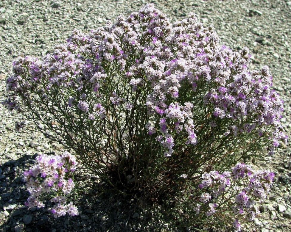 Изображение особи Limonium macrorhizon.