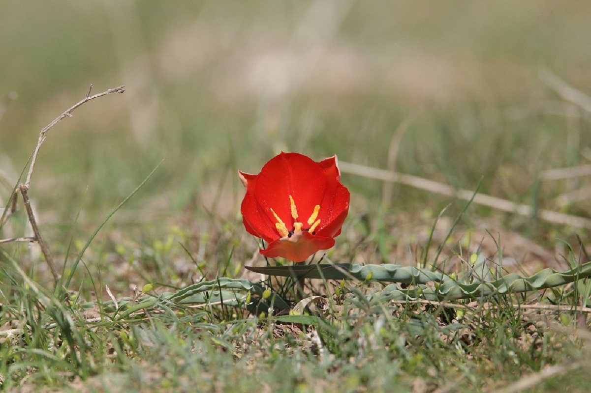 Image of Tulipa korolkowii specimen.
