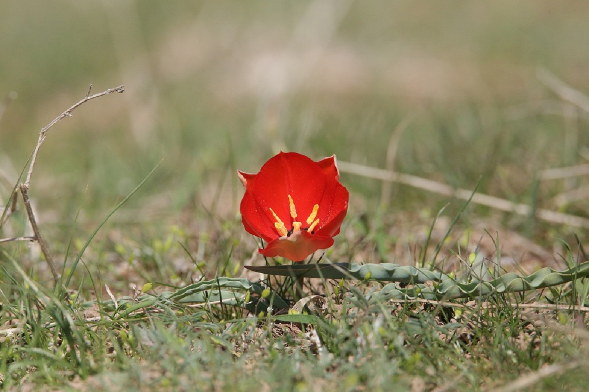 Изображение особи Tulipa korolkowii.