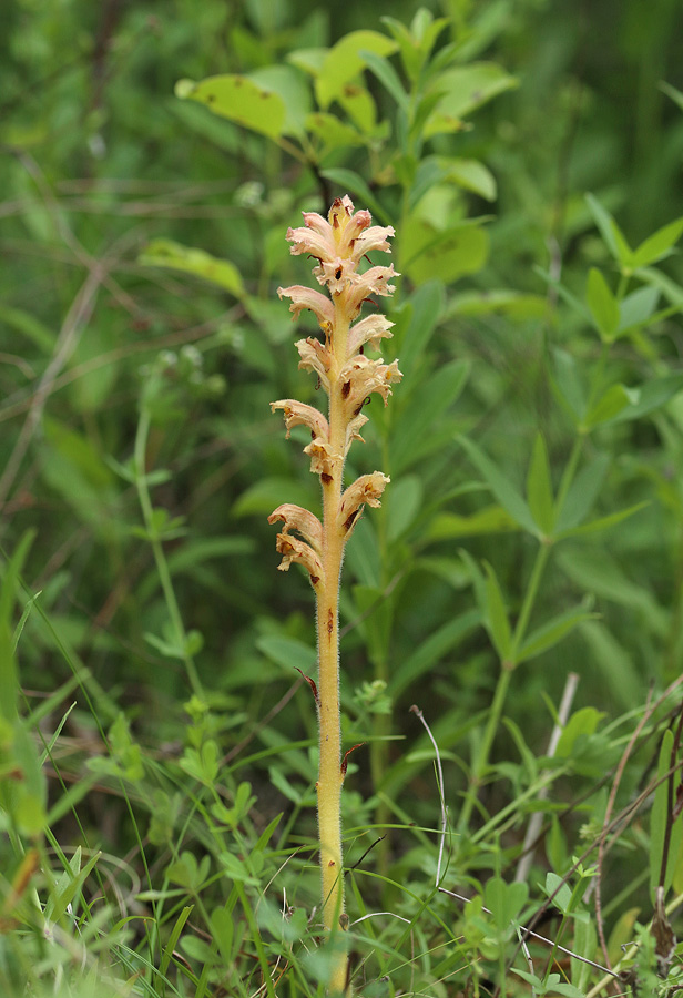 Image of Orobanche lutea specimen.