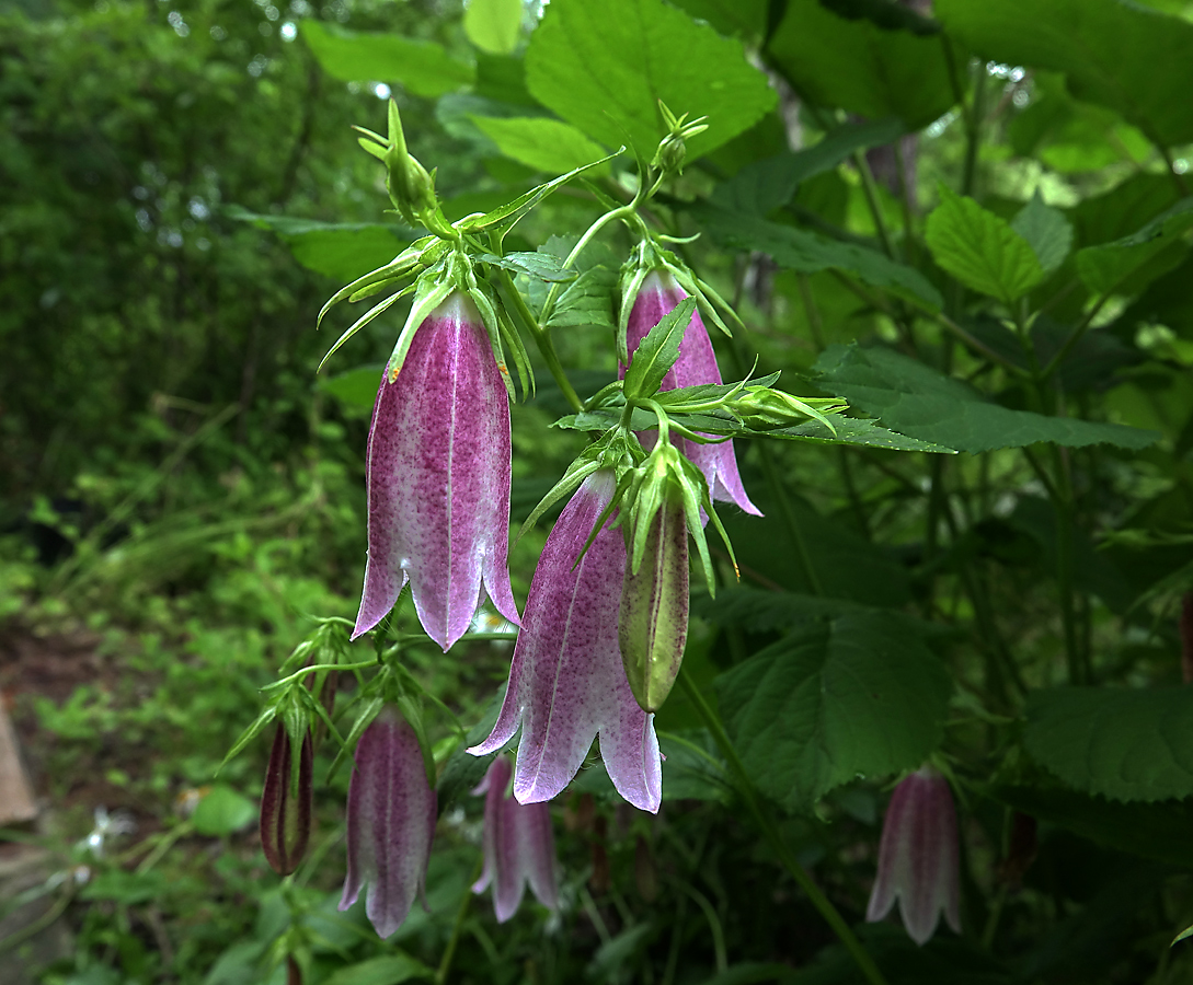 Изображение особи Campanula takesimana.