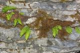 Polypodium vulgare