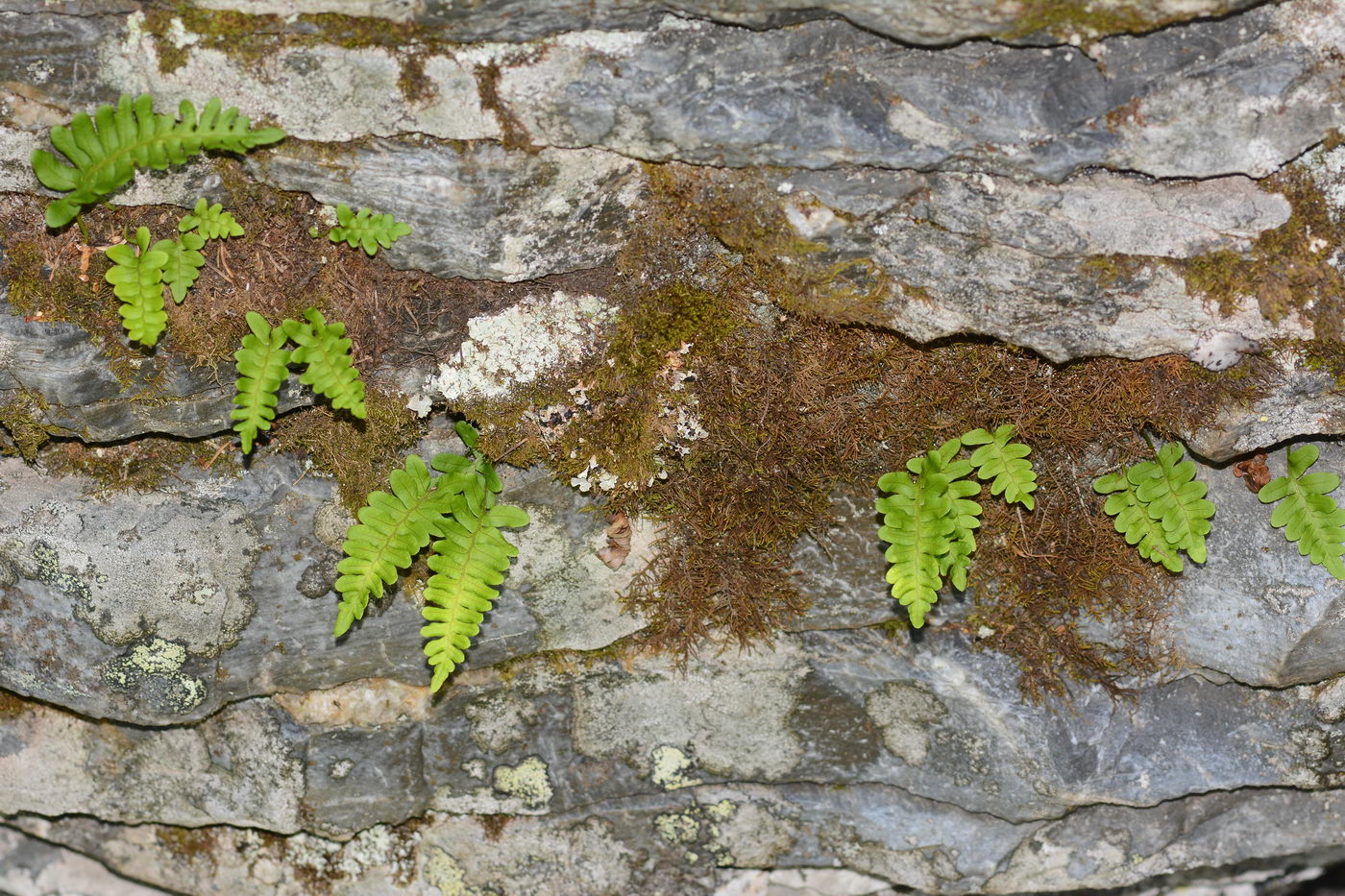 Изображение особи Polypodium vulgare.