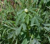 Hibiscus fleckii