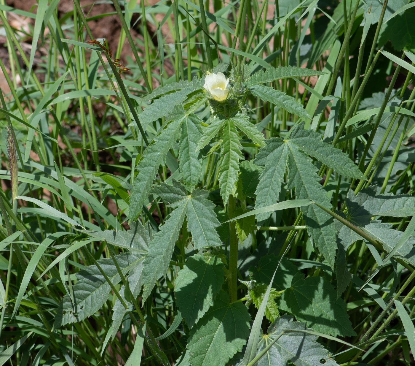 Изображение особи Hibiscus fleckii.