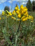 Lathyrus pratensis