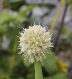 Allium altaicum. Соцветие. Республика Алтай, Усть-Коксинский р-н, окр. Среднего Мультинского озера, курумник на правом борту долины чуть выше озера, высота 1800 м н. у. м. 28 июля 2020 г.