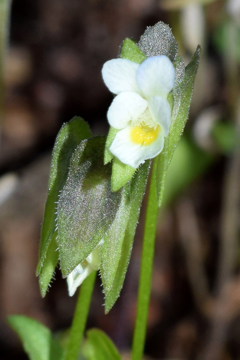 Изображение особи Viola occulta.