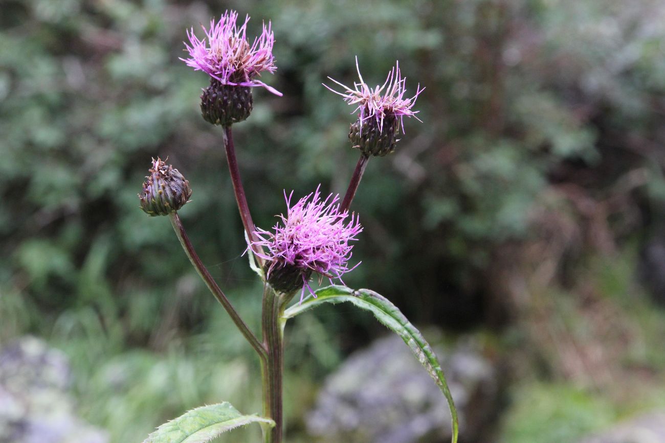 Image of Cirsium helenioides specimen.