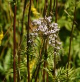 Valeriana officinalis