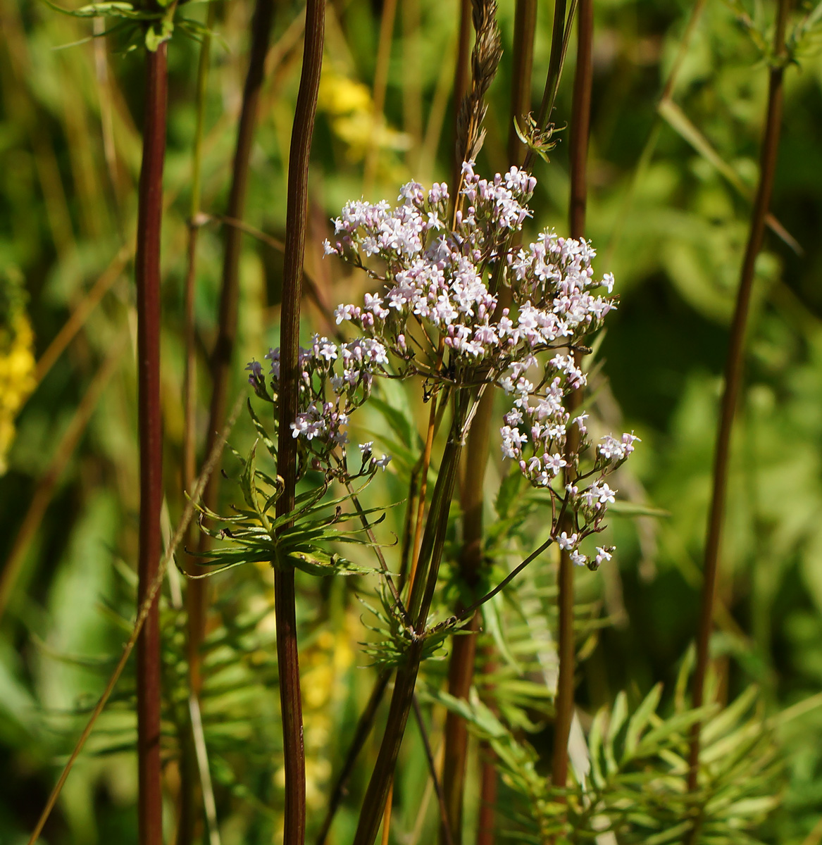 Изображение особи Valeriana officinalis.