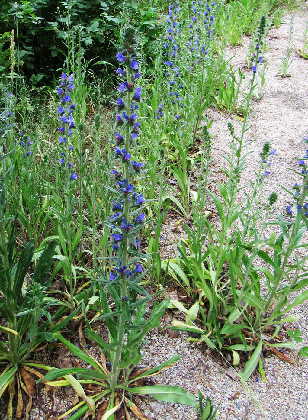 Изображение особи Echium vulgare.