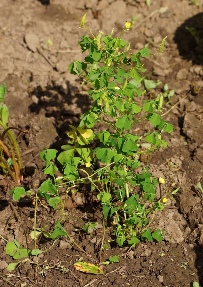 Изображение особи Oxalis stricta.