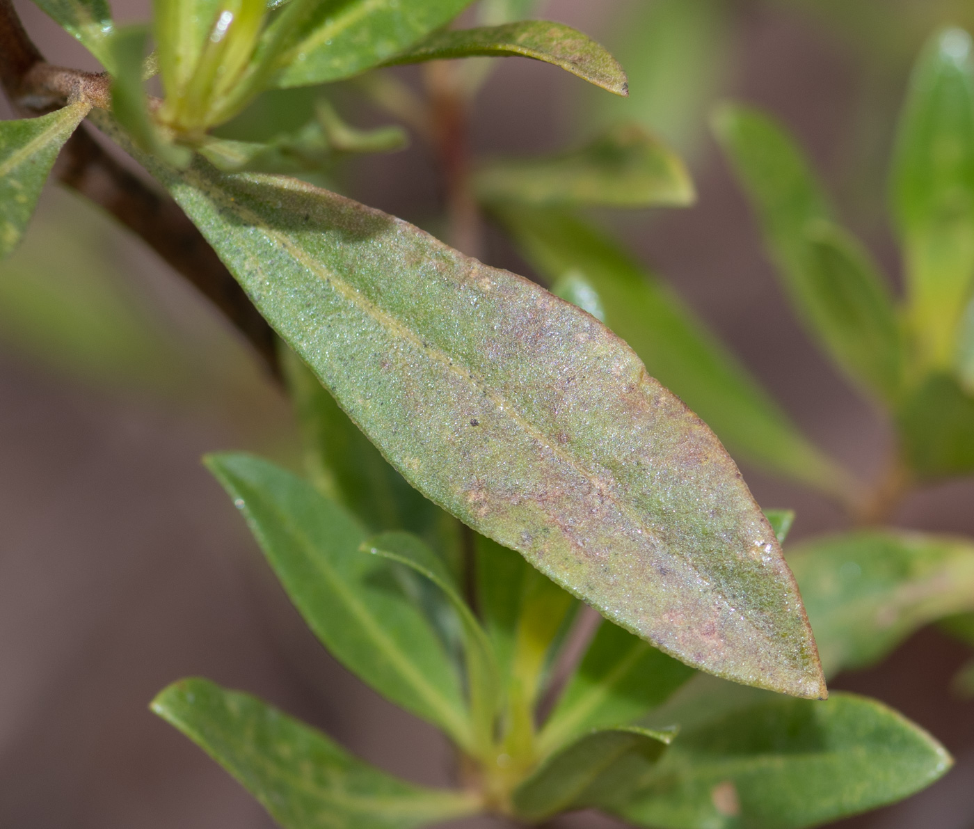 Image of genus Baccharis specimen.