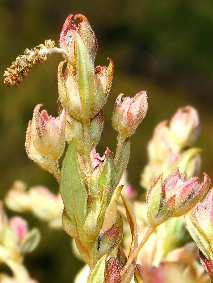 Image of Axyris amaranthoides specimen.