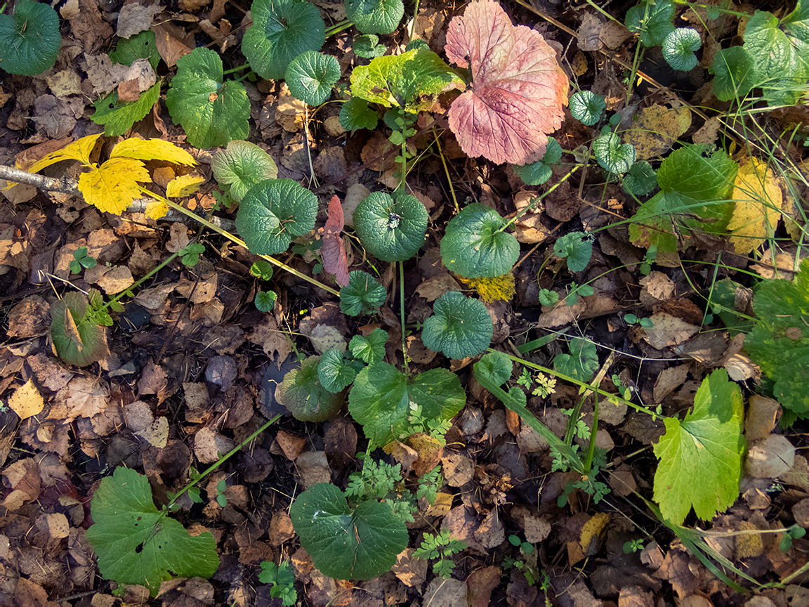 Image of Geum urbanum specimen.