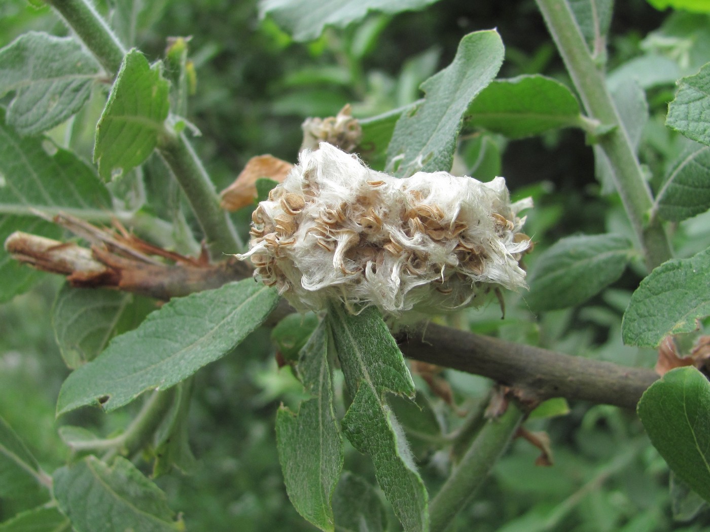 Изображение особи Salix pseudomedemii.