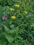 Crepis sibirica. Верхушка цветущего растения (слева видно соцветие Cirsium heterophyllum). Челябинская обл., Златоустовский гор. округ, хребет Уреньга, ≈ 800 м н.у.м., опушка смешанного леса. 25.07.2020.