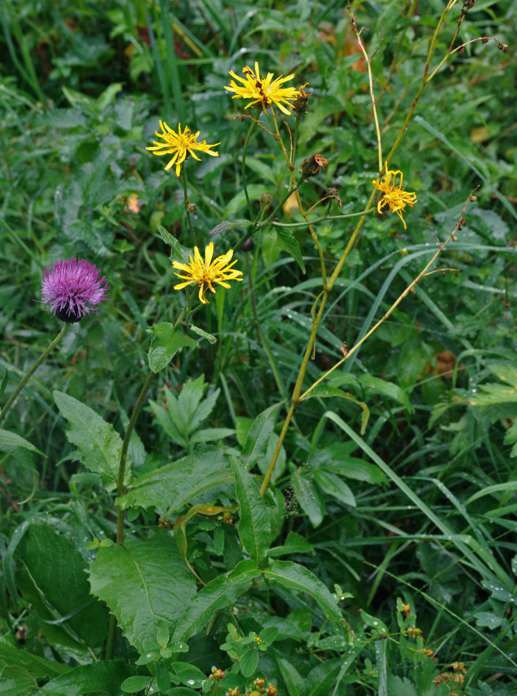 Image of Crepis sibirica specimen.