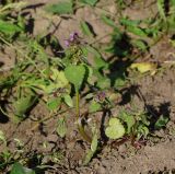 Lamium purpureum