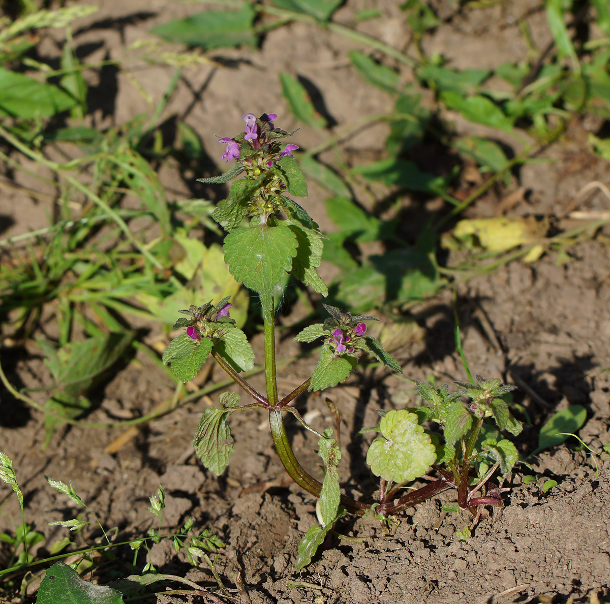 Изображение особи Lamium purpureum.