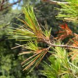 Pinus halepensis. Верхушка веточки. Франция, Средиземное море, Леринские о-ва, о-в Св. Маргариты (Sainte-Marguerite). Июль.