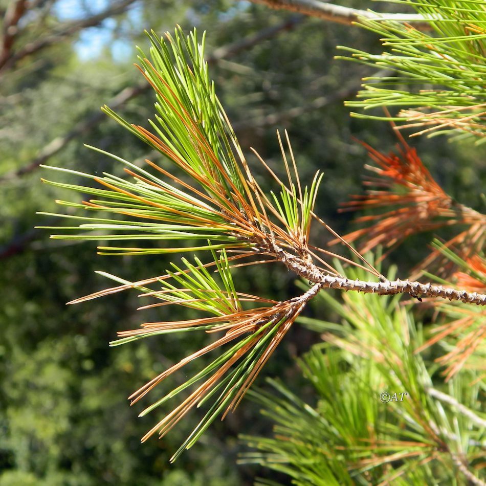 Изображение особи Pinus halepensis.