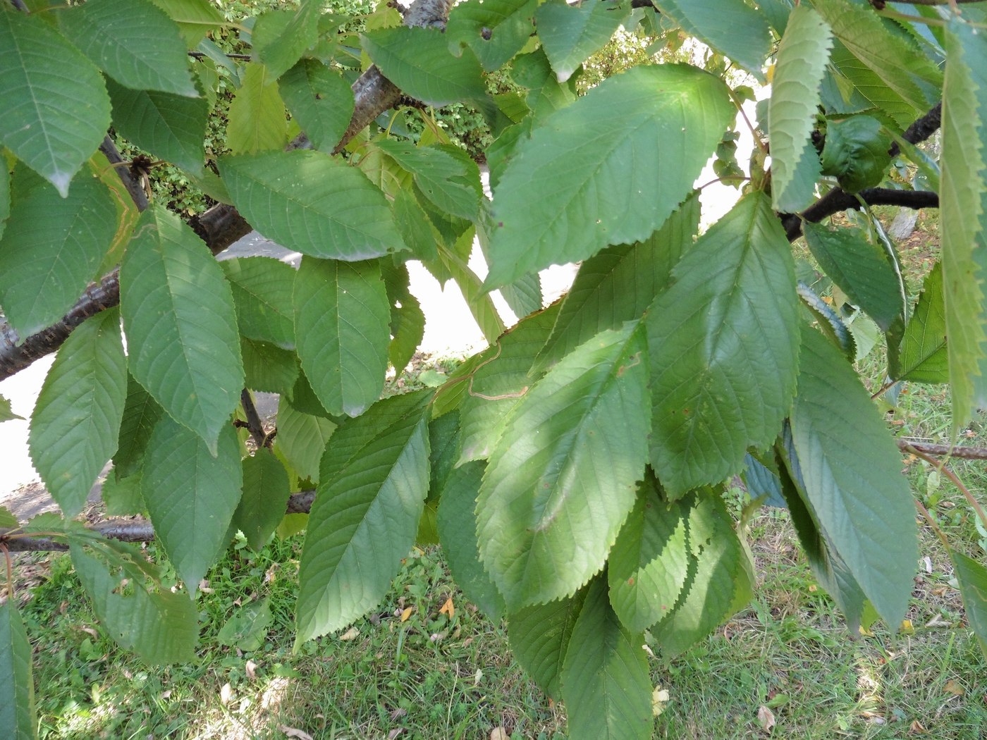 Image of Cerasus avium specimen.