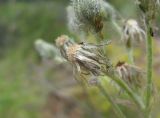 Pilosella echioides