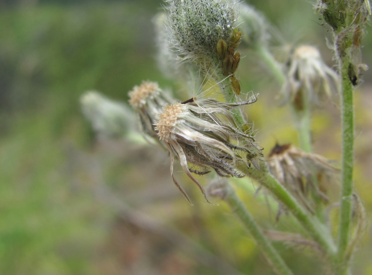 Изображение особи Pilosella echioides.