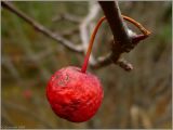 Malus sylvestris. Зрелый плод (диаметр около 2 см). Нижегородская область, ст. Юморга, оз. Старая Пьяна. 23 октября 2008 г.