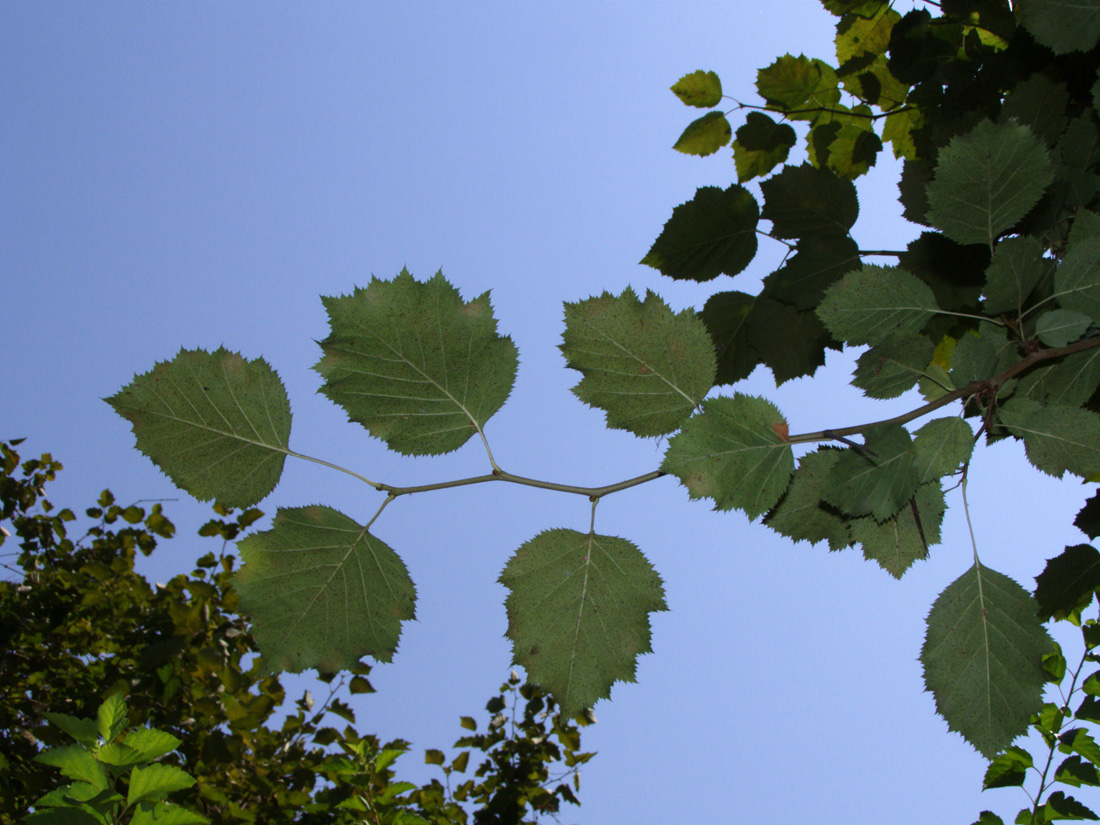 Image of Crataegus mollis specimen.